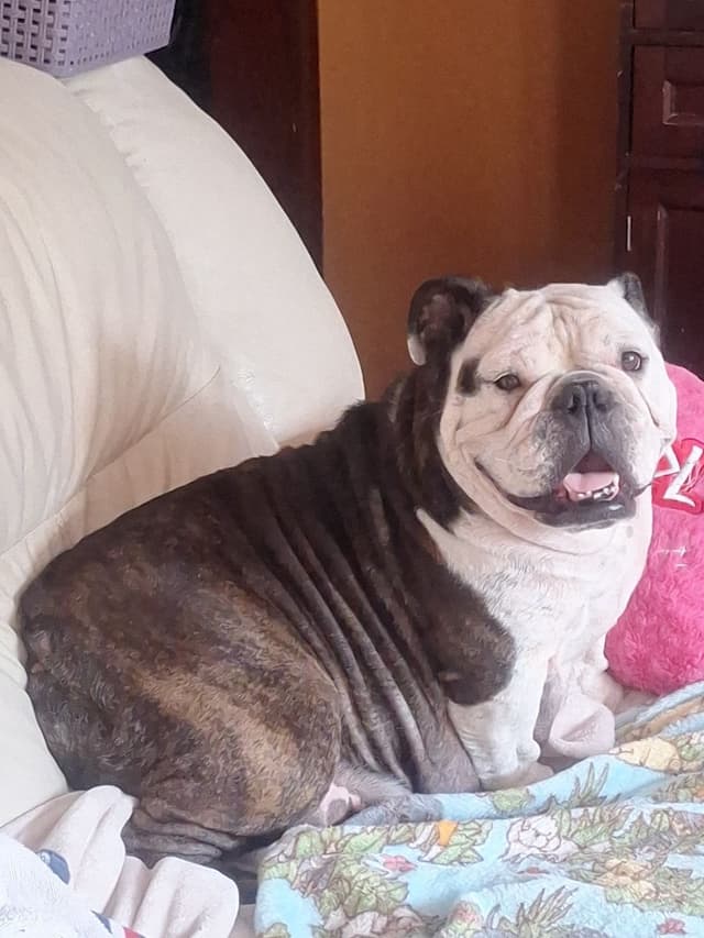 AKC English  Bulldog Puppies media 6
