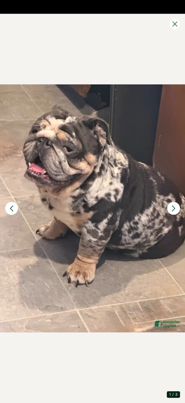 AKC English  Bulldog Puppies media 8