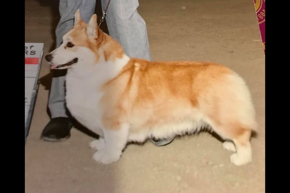 Pembroke Welsh Corgi Puppies breeder image 3