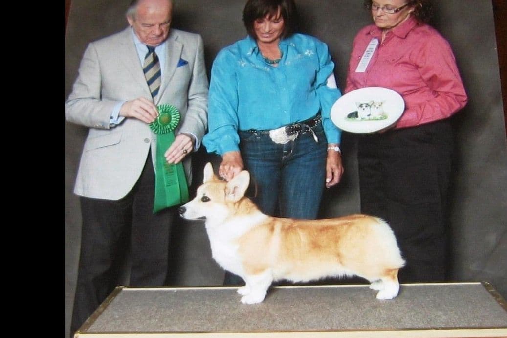Pembroke Welsh Corgi Puppies breeder image 7