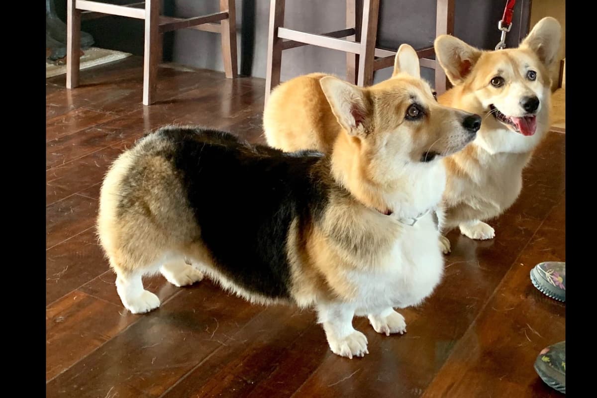 Pembroke Welsh Corgi Puppies breeder image 10