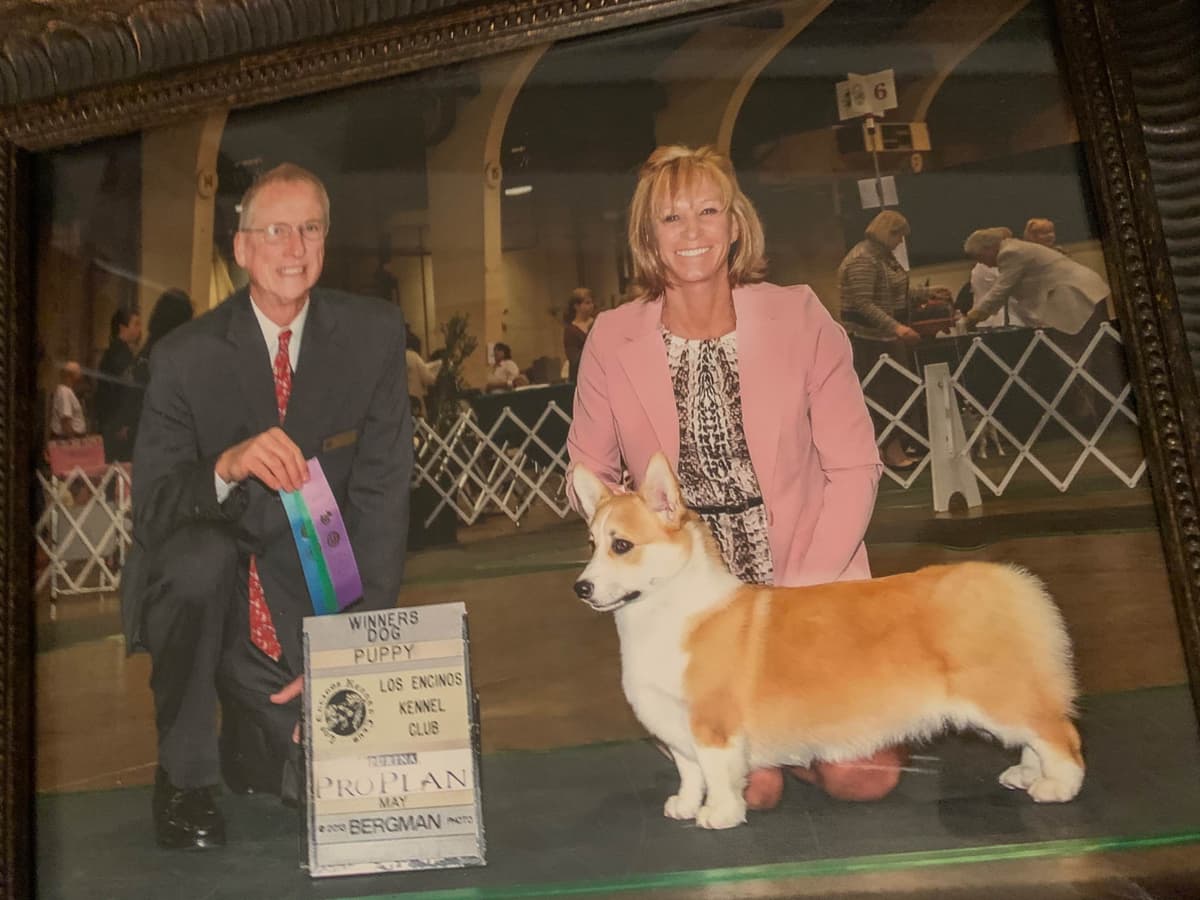 Pembroke Welsh Corgi Puppies breeder image 8