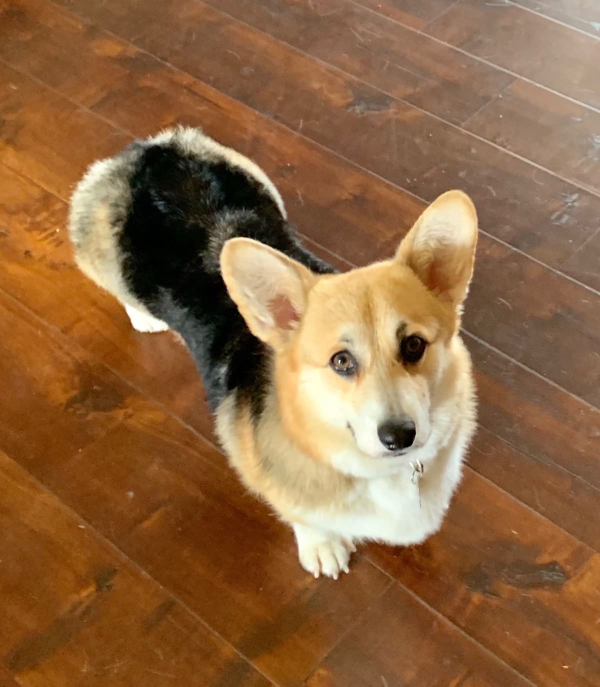 Pembroke Welsh Corgi Puppies breeder image 11
