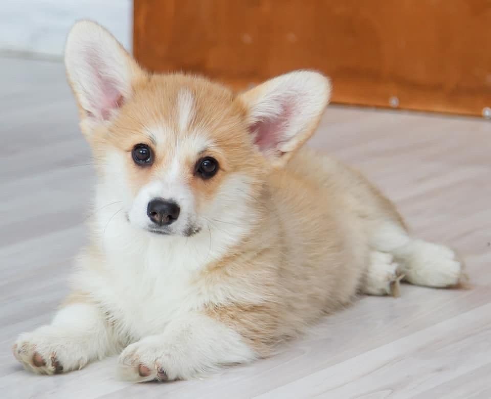 Pembroke Welsh Corgi Puppies breeder image 12