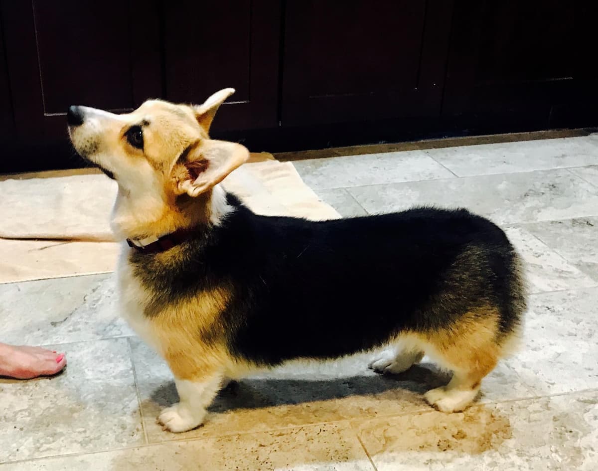 Pembroke Welsh Corgi Puppies breeder image 13