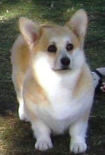 Pembroke Welsh Corgi Puppies breeder image 17