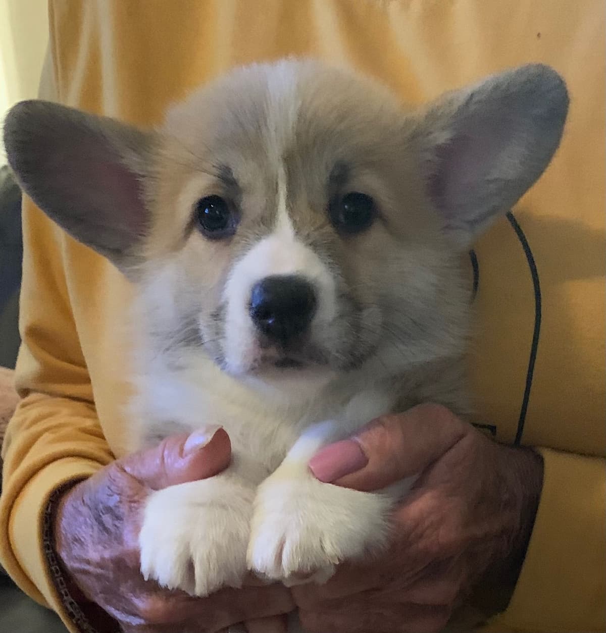 Pembroke Welsh Corgi Puppies breeder image 16