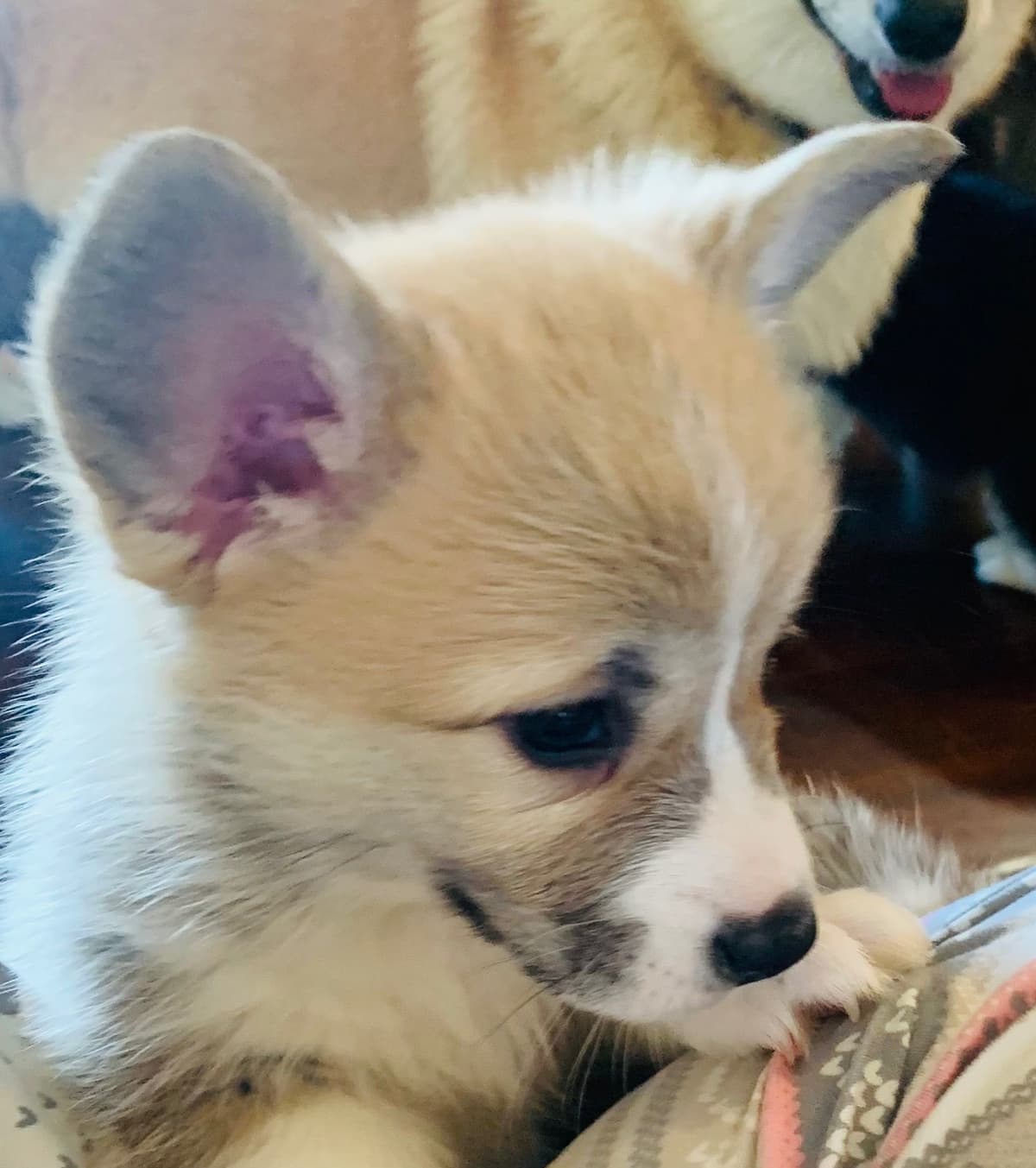 Pembroke Welsh Corgi Puppies breeder image 2