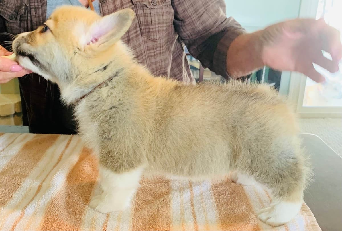 Pembroke Welsh Corgi Puppies breeder image 1