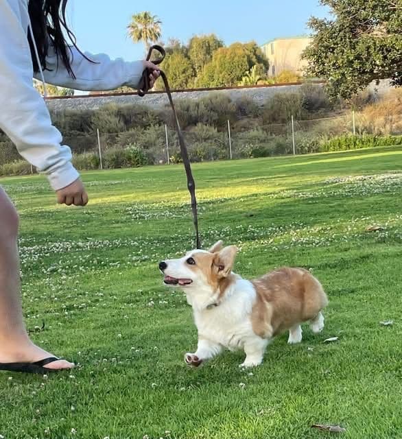 Pembroke Welsh Corgi Puppies media 2