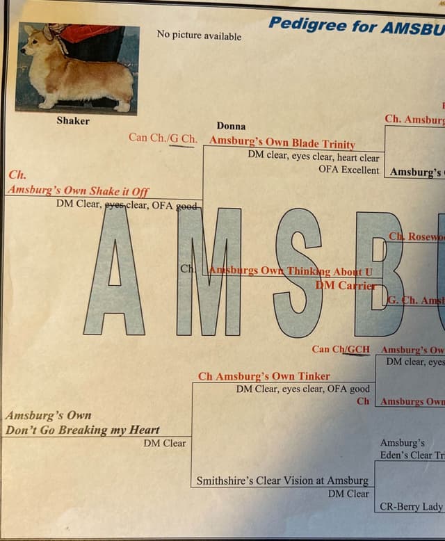 Pembroke Welsh Corgi Puppies media 3