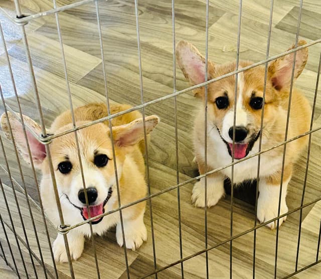 Pembroke Welsh Corgi Puppies media 6