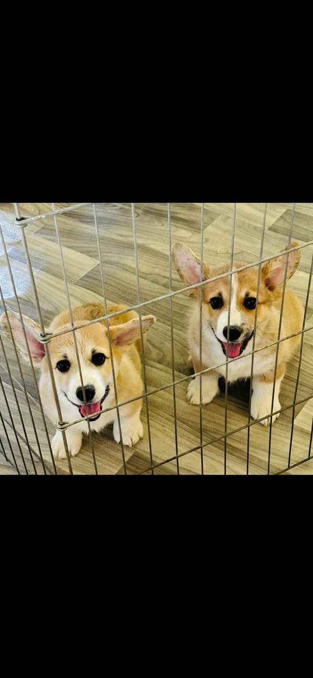 Pembroke Welsh Corgi Puppies media 8
