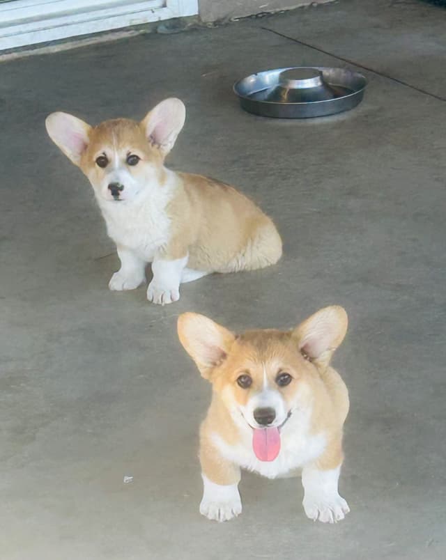 Pembroke Welsh Corgi Puppies media 7
