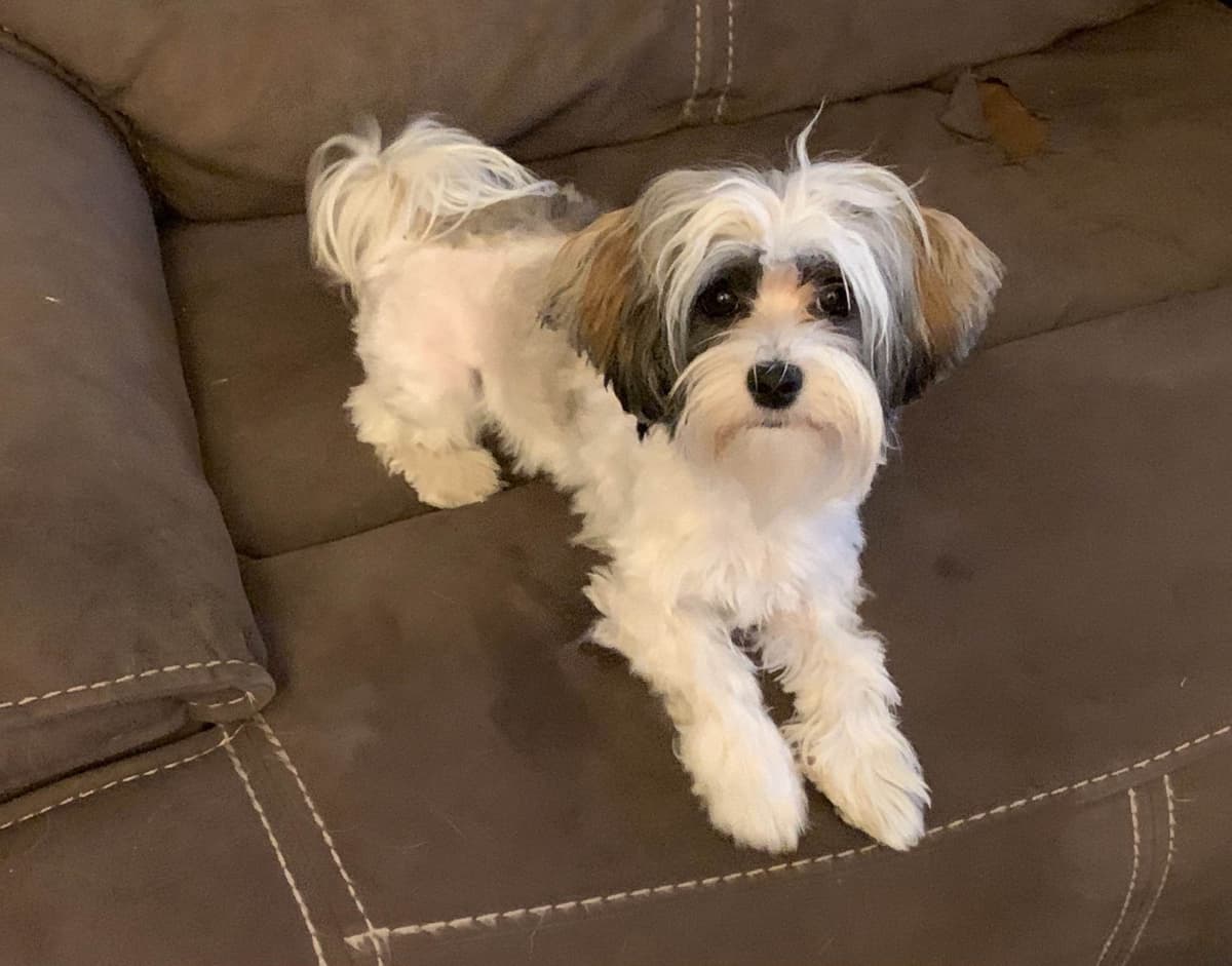 Havanese Puppies Available 4/29 breeder image 4