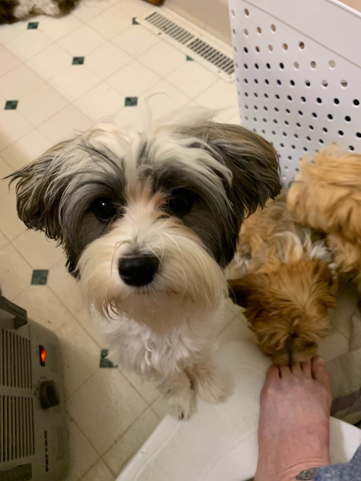 Havanese Puppies Available 4/29 breeder image 6