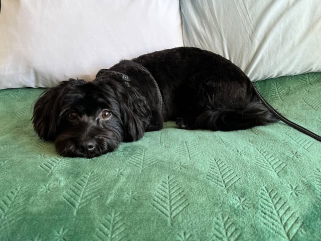 Havanese Puppies Available 4/29 media 2