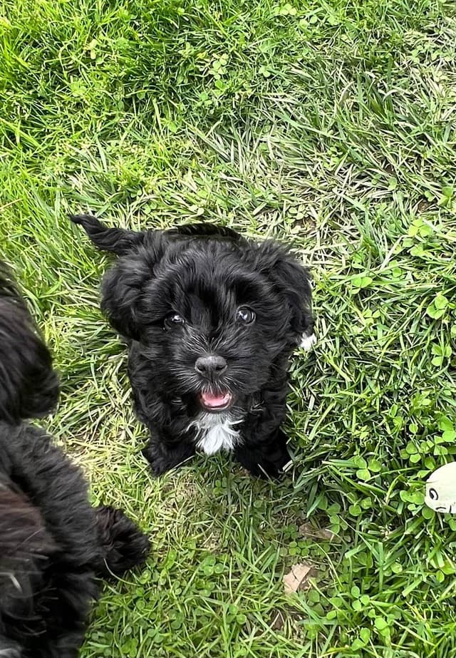 Havanese Puppies Available 4/29 media 3