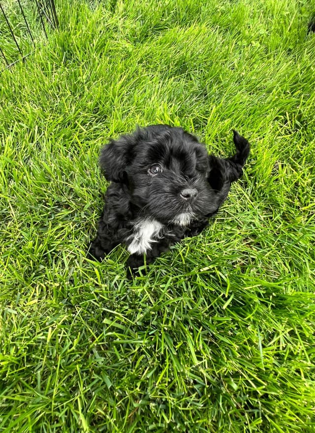 Havanese Puppies Available 4/29 media 4