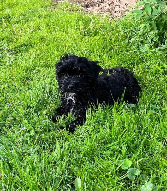 Havanese Puppies Available 4/29 media 5