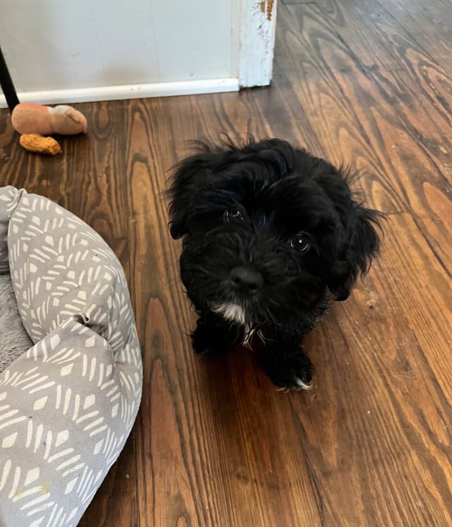 Havanese Puppies Available 4/29 media 6