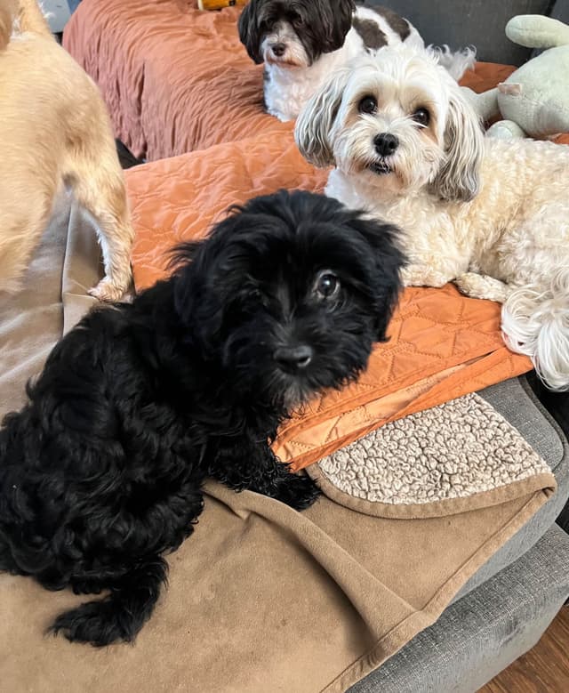 Havanese Puppies Available 4/29 media 7