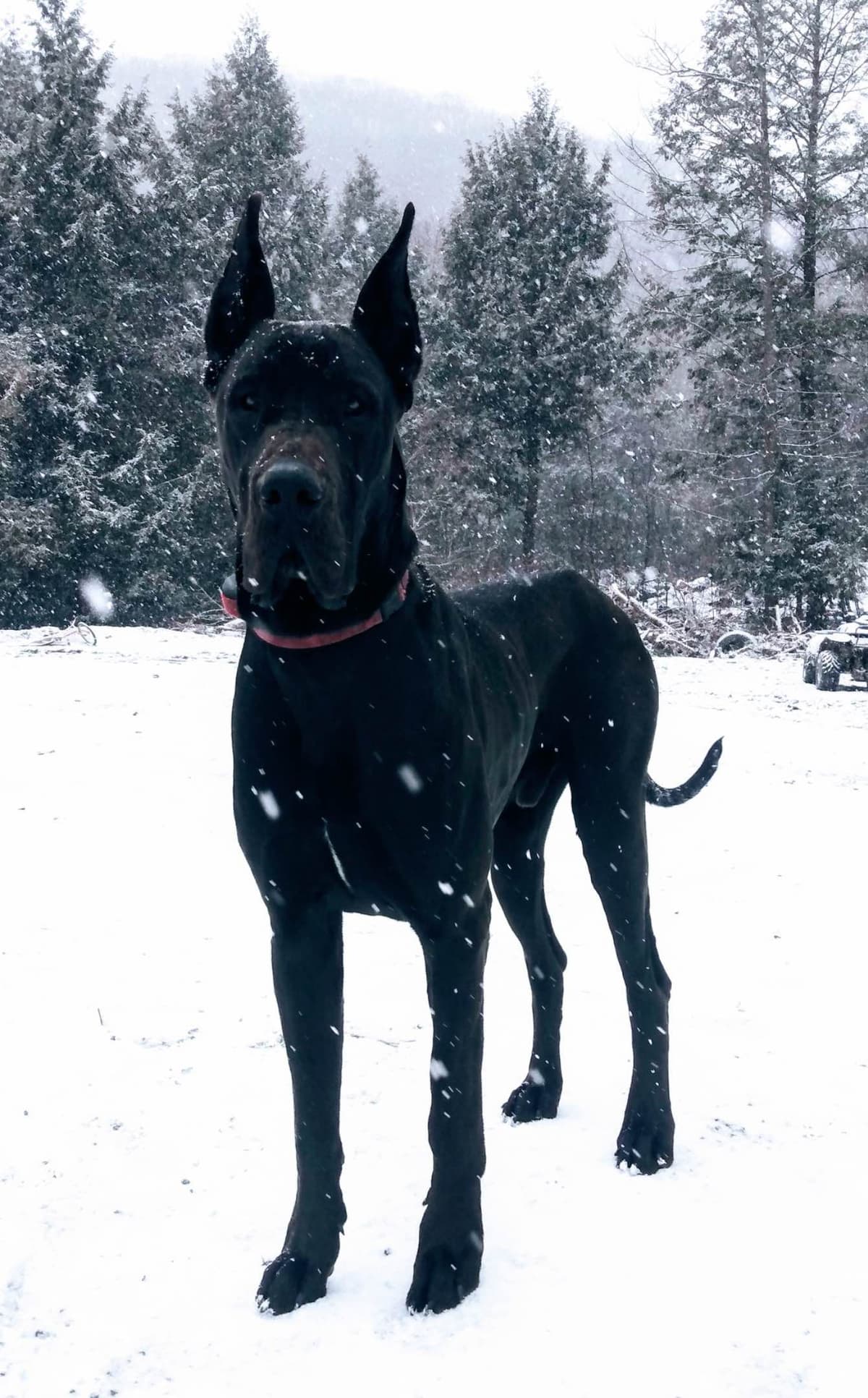 Great Dane Puppies breeder image 1