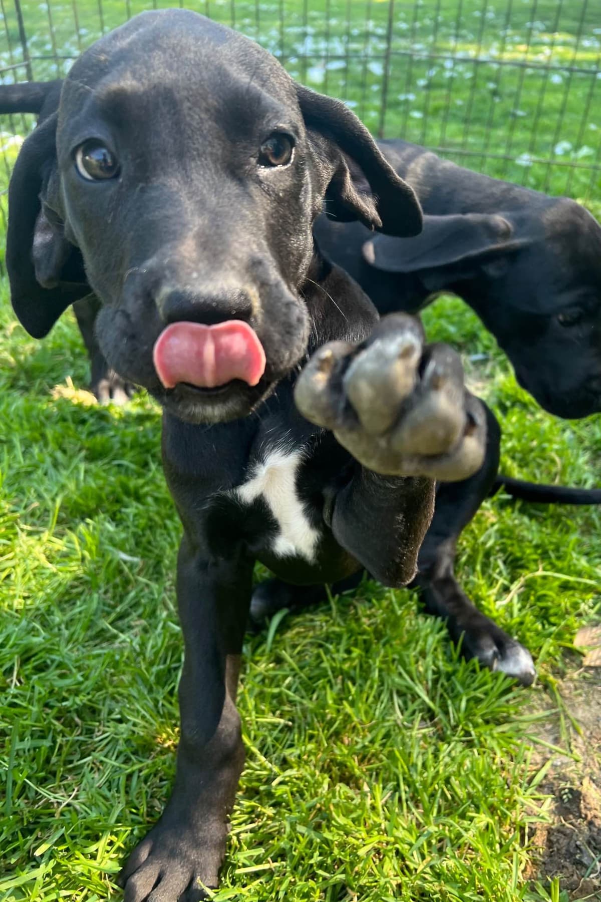 Great Dane Puppies breeder image 3