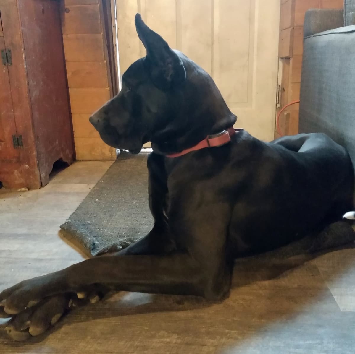 Great Dane Puppies breeder image 5