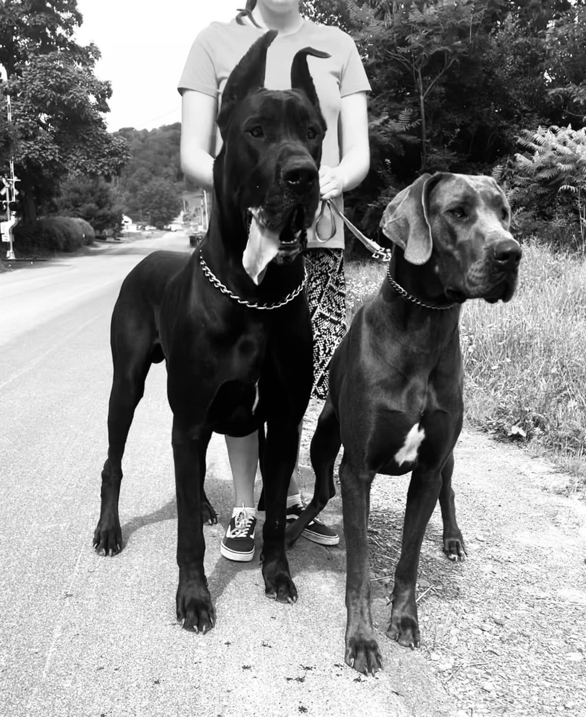 Great Dane Puppies breeder image 13