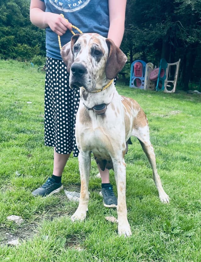 Great Dane Puppies media 2