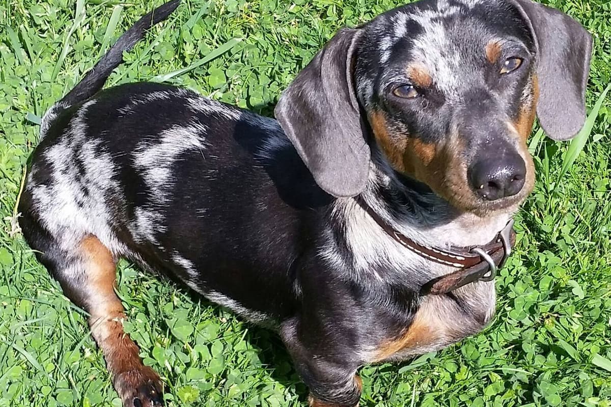 Dachshund DAPPLE Puppies breeder image 2