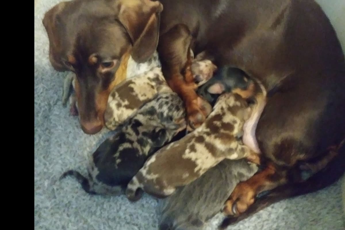 Dachshund DAPPLE Puppies breeder image 5