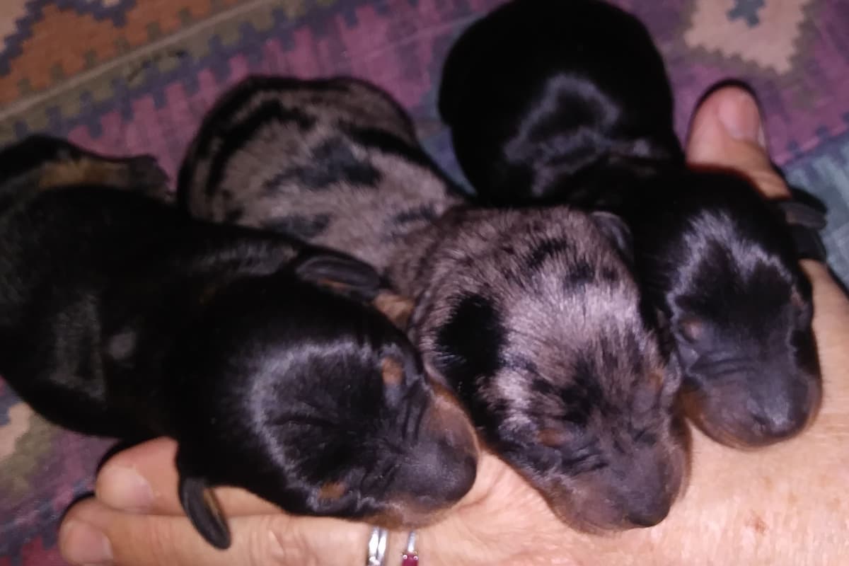 Dachshund DAPPLE Puppies breeder image 4