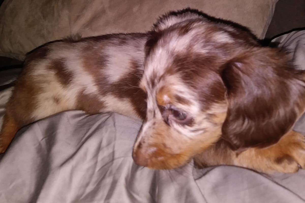Dachshund DAPPLE Puppies breeder image 3