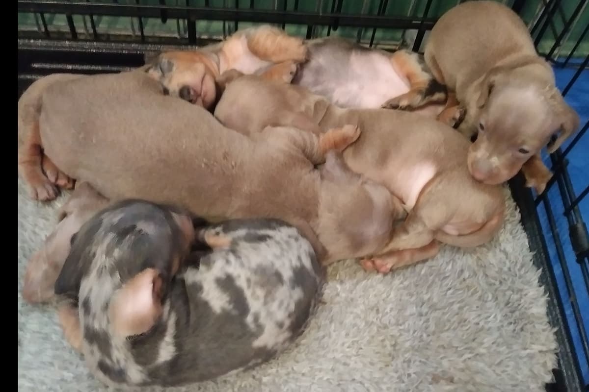 Dachshund DAPPLE Puppies breeder image 1