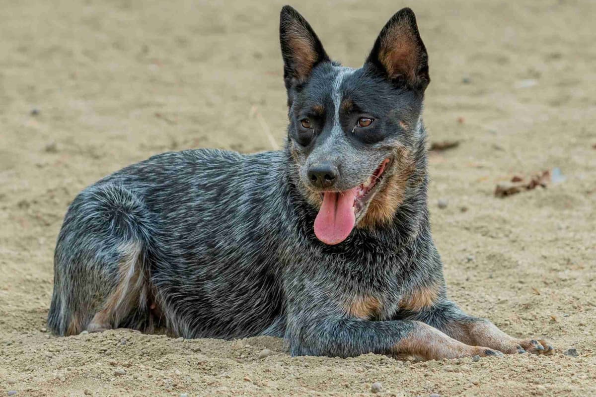 Australian Cattle Dog Puppies breeder image 4