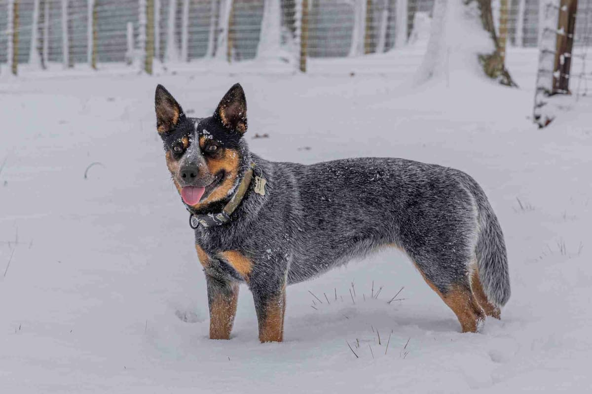 Australian Cattle Dog Puppies breeder image 1