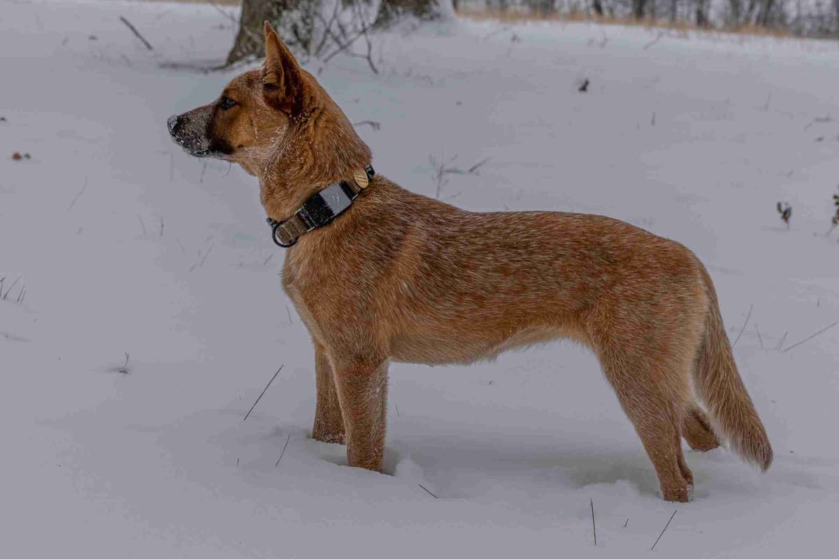 Australian Cattle Dog Puppies breeder image 3