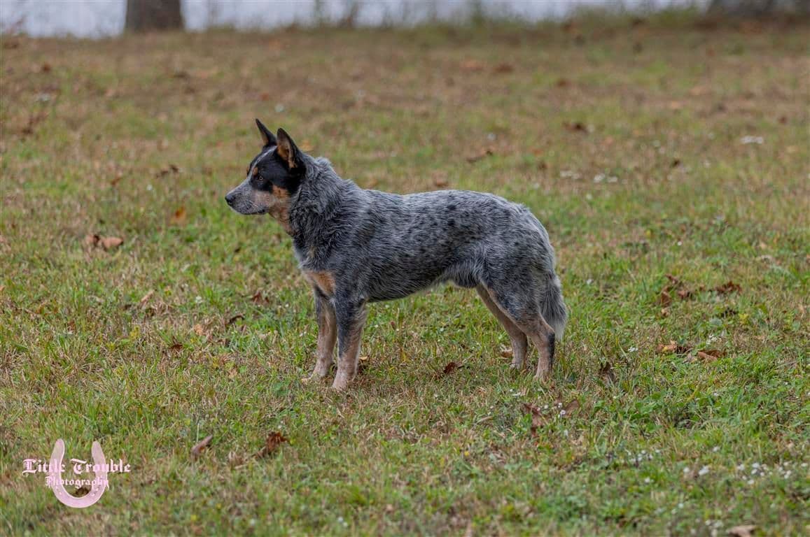 Australian Cattle Dog Puppies breeder image 6