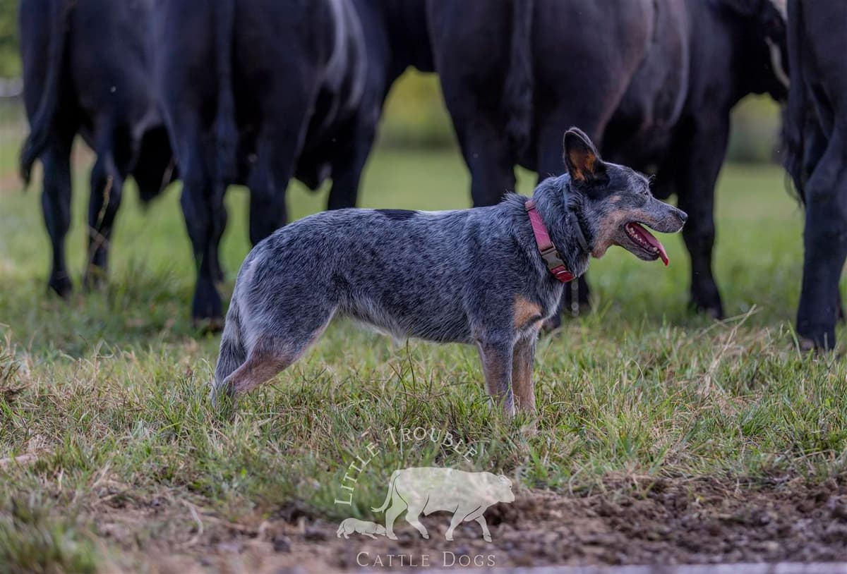 Australian Cattle Dog Puppies breeder image 7