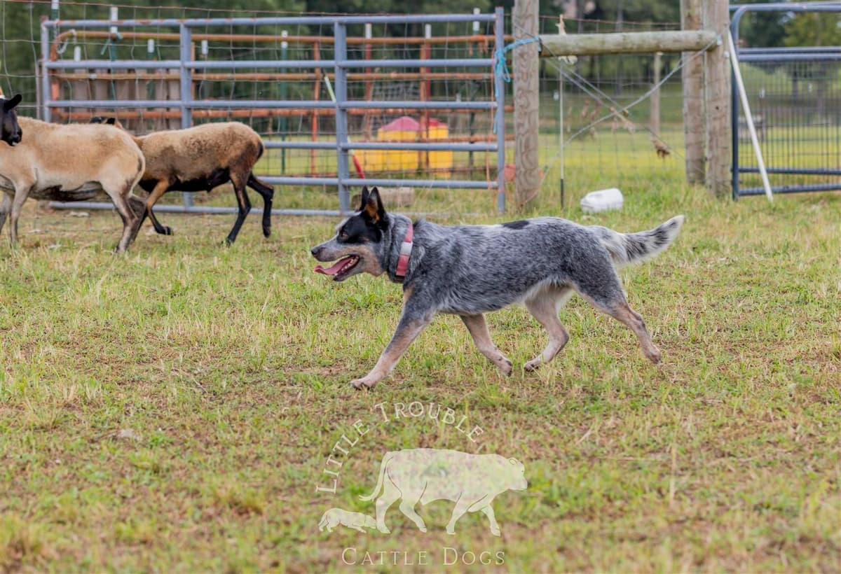 Australian Cattle Dog Puppies breeder image 8