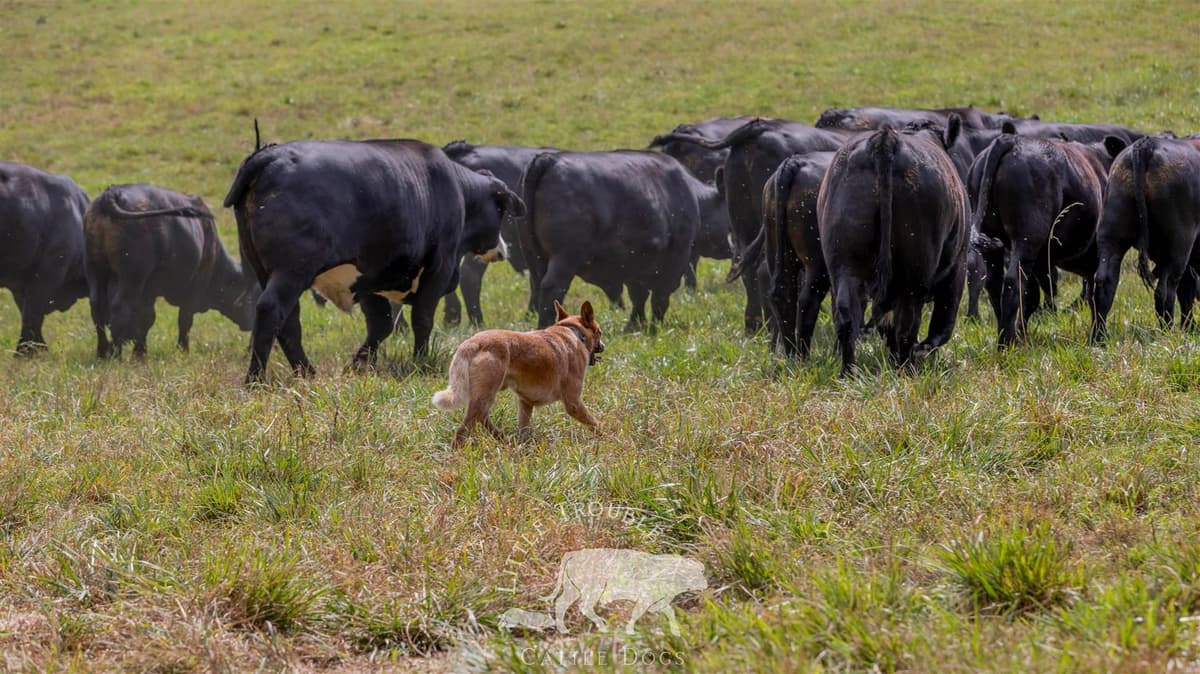 Australian Cattle Dog Puppies breeder image 10