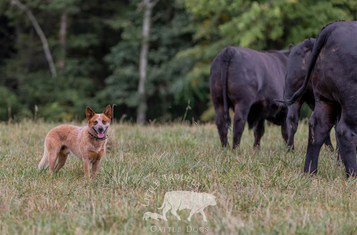 Australian Cattle Dog Puppies breeder image 11