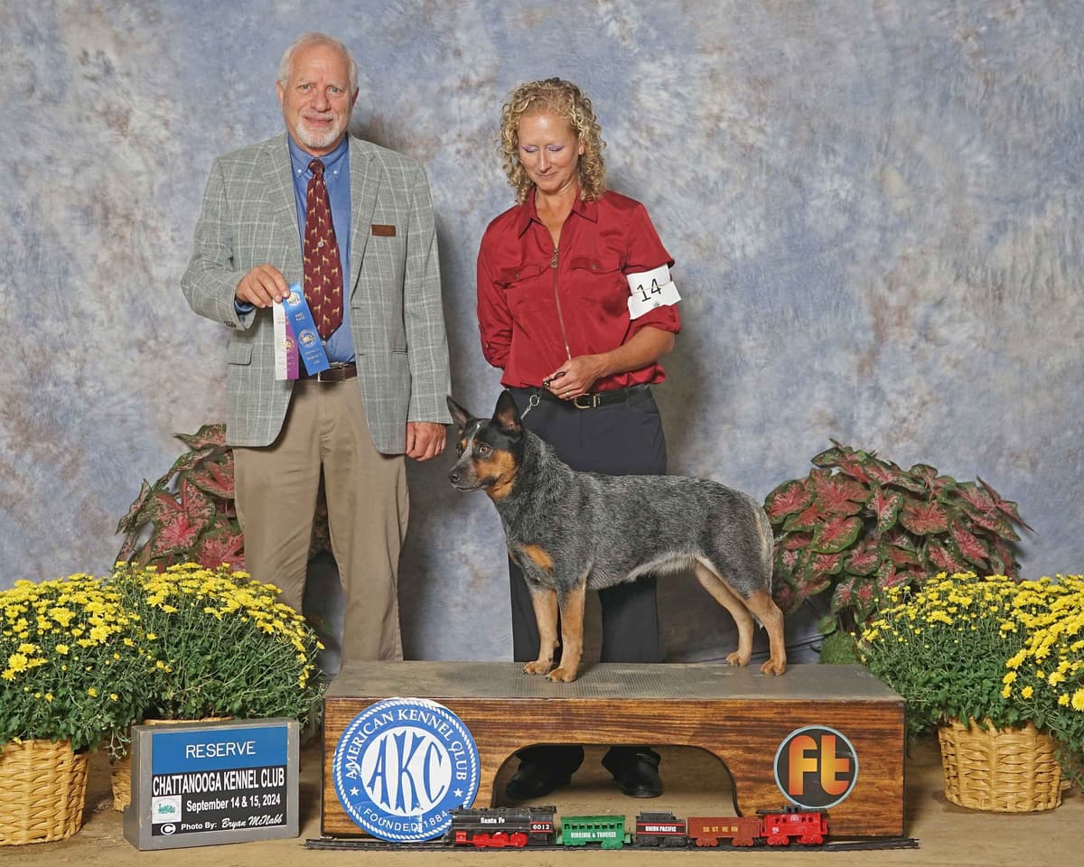 Australian Cattle Dog Puppies breeder image 12
