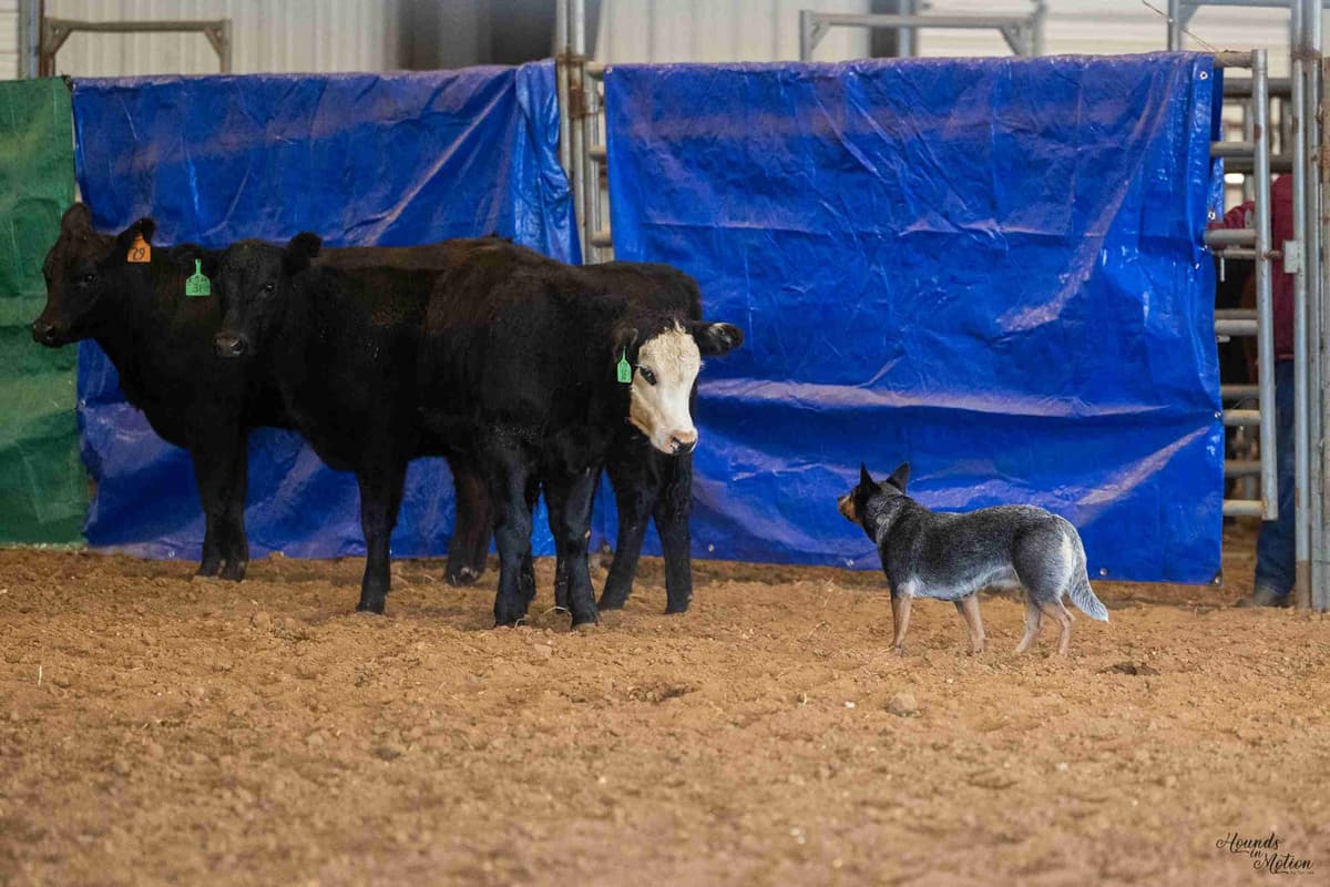 Australian Cattle Dog Puppies breeder image 13