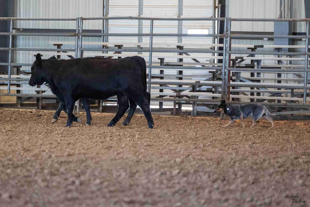 Australian Cattle Dog Puppies breeder image 16