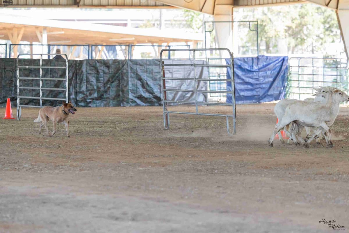 Australian Cattle Dog Puppies breeder image 18