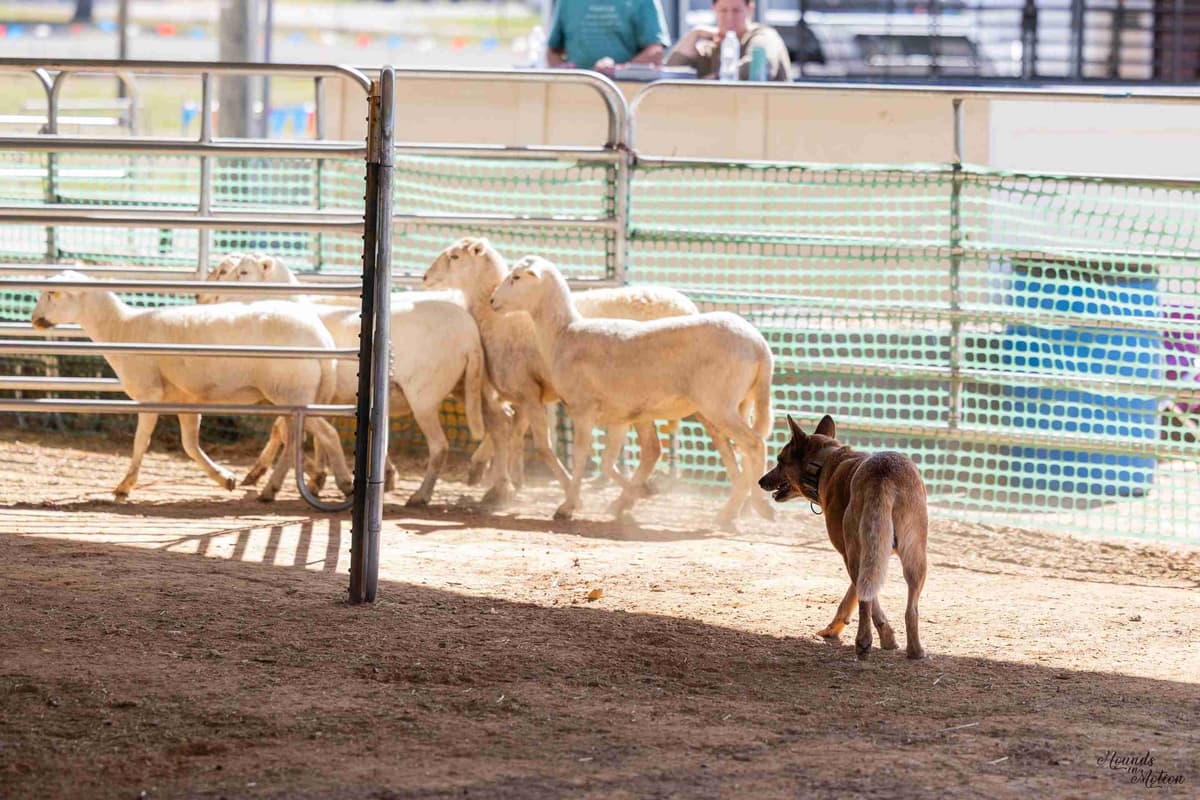 Australian Cattle Dog Puppies breeder image 19