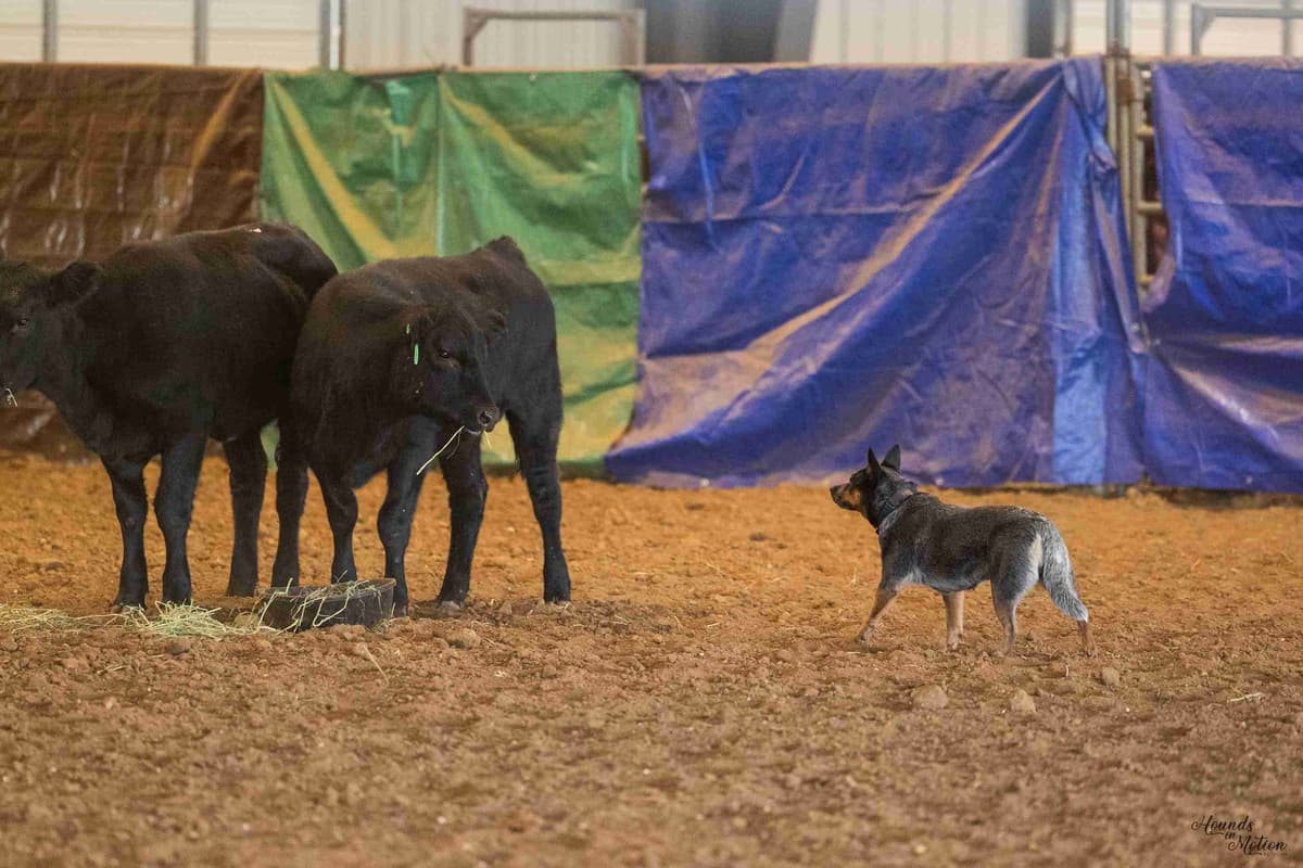 Australian Cattle Dog Puppies breeder image 20